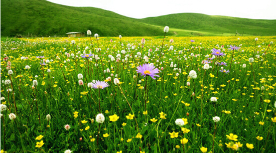 端午节好去处 九寨沟黄龙若尔盖花湖4日游